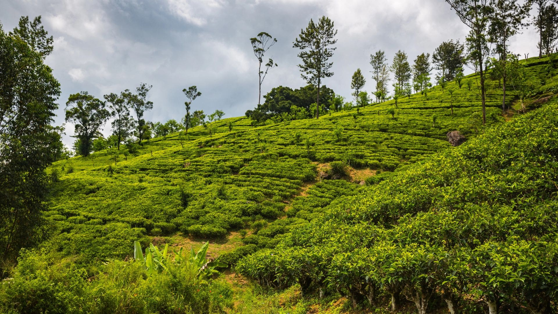Spice Garden